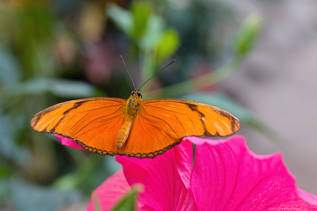 vlinder vlinders hdr insect insecten nederland uitheems Lepidoptera rups rupsen vlindertuin natuur